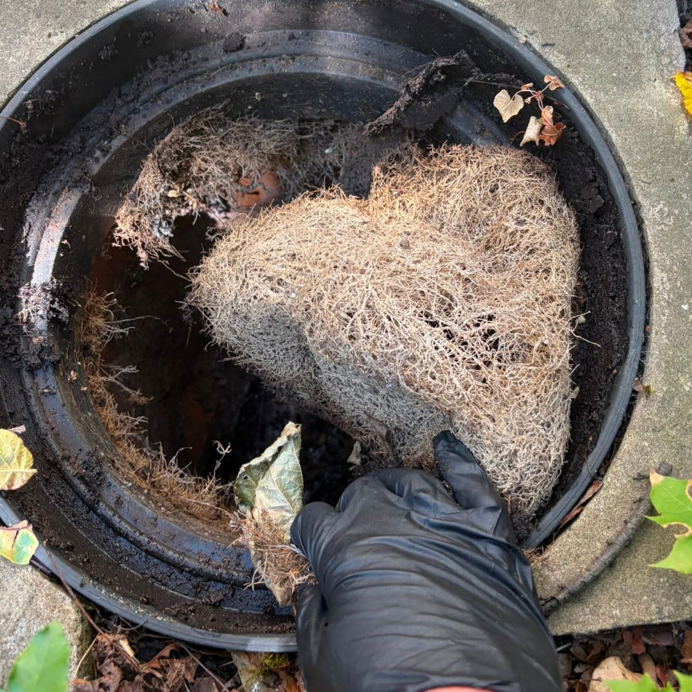 Gloved hand holding fibrous material and debris above a black collection tub