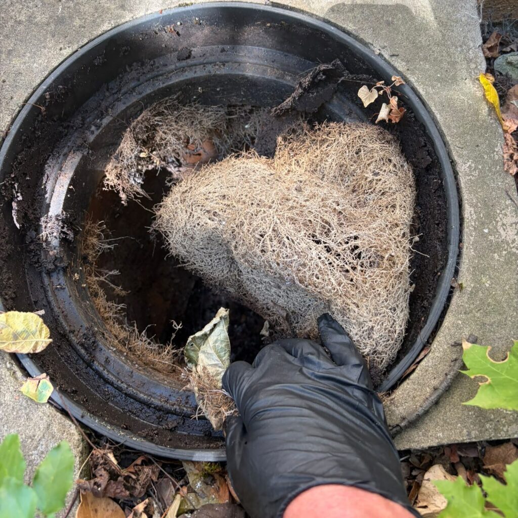 Gloved hand holding root material above an open inspection chamber.